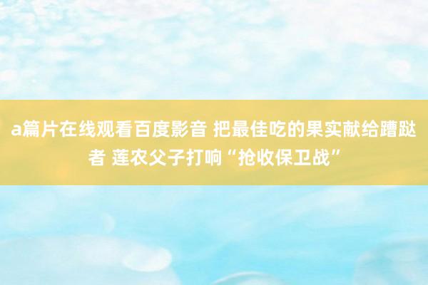 a篇片在线观看百度影音 把最佳吃的果实献给蹧跶者 莲农父子打响“抢收保卫战”